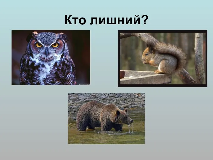 Кто лишний?