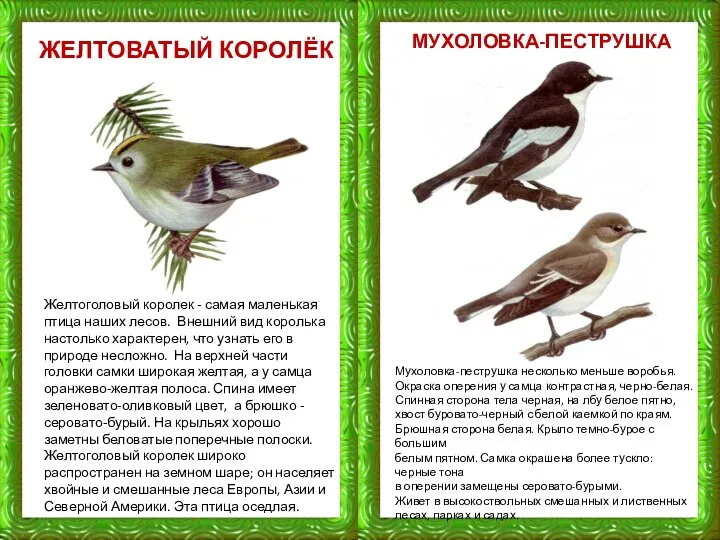 МУХОЛОВКА-ПЕСТРУШКА ЖЕЛТОВАТЫЙ КОРОЛЁК Желтоголовый королек - самая маленькая птица наших лесов.