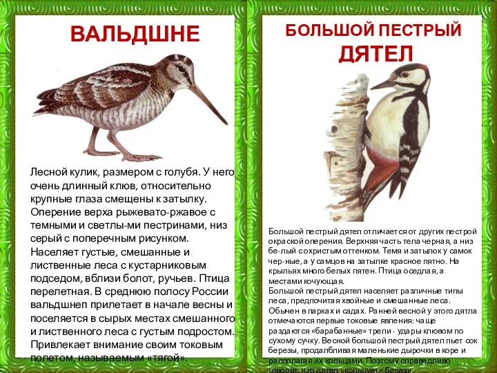 БОЛЬШОЙ ПЕСТРЫЙ ДЯТЕЛ ВАЛЬДШНЕП Лесной кулик, размером с голубя. У него