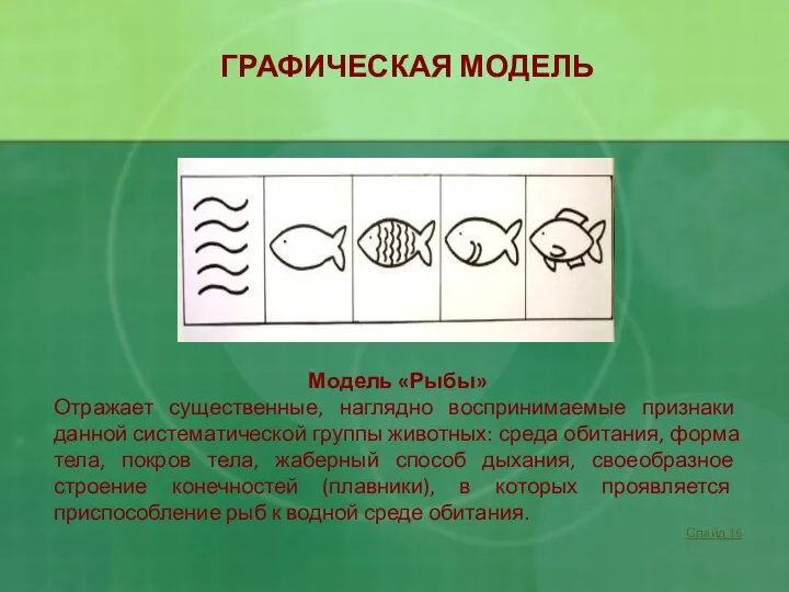 ГРАФИЧЕСКАЯ МОДЕЛЬ Модель «Рыбы» Отражает существенные, наглядно воспринимаемые признаки данной систематической