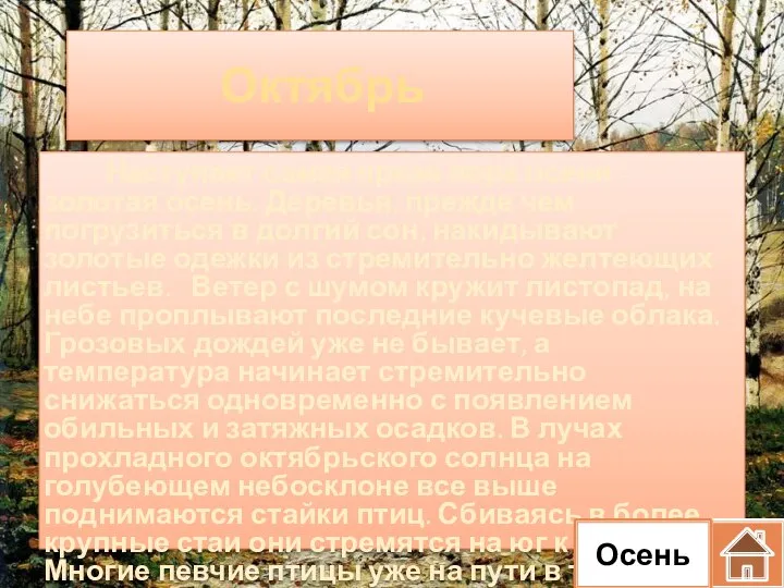 Октябрь Наступает самая яркая пора осени - золотая осень. Деревья, прежде