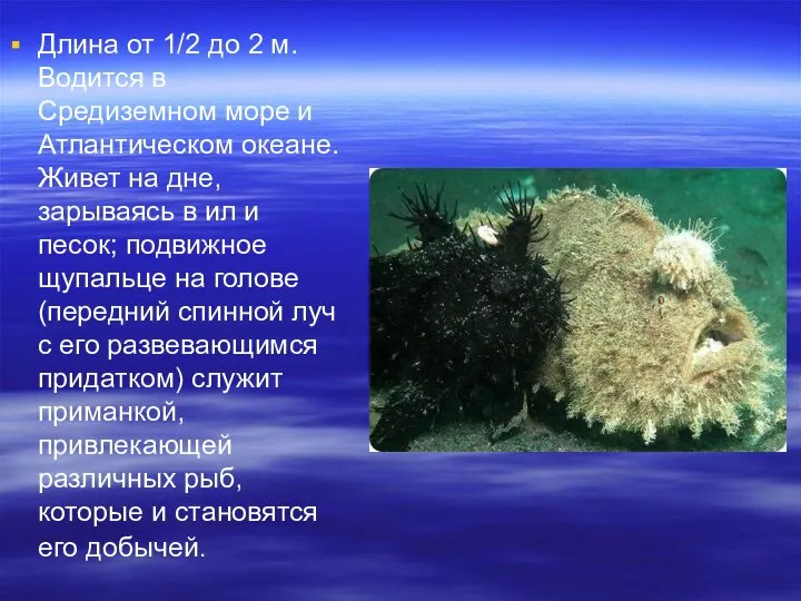 Длина от 1/2 до 2 м. Водится в Средиземном море и