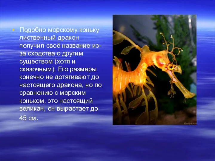 Подобно морскому коньку лиственный дракон получил своё название из-за сходства с