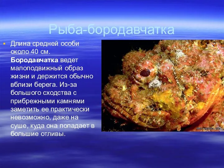 Рыба-бородавчатка Длина средней особи около 40 см. Бородавчатка ведет малоподвижный образ