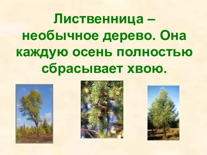 Лиственница – необычное дерево. Она каждую осень полностью сбрасывает хвою.