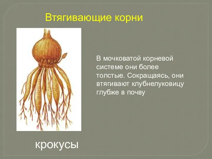 В мочковатой корневой системе они более толстые. Сокращаясь, они втягивают клубнелуковицу