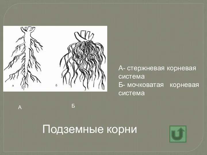 Подземные корни А- стержневая корневая система Б- мочковатая корневая система А Б