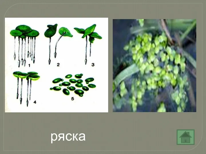 ряска