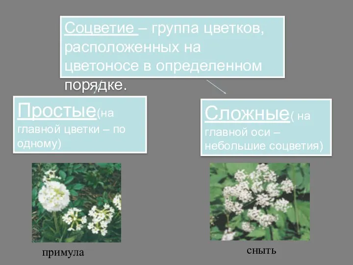 Соцветие – группа цветков, расположенных на цветоносе в определенном порядке. Простые(на