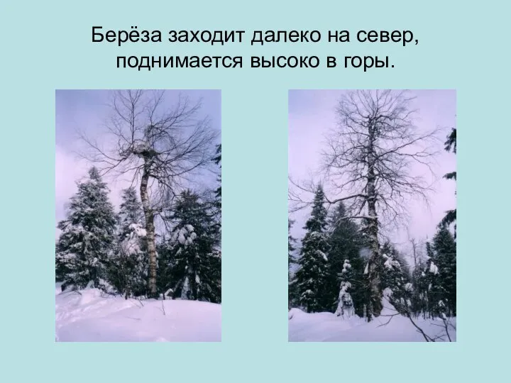 Берёза заходит далеко на север, поднимается высоко в горы.