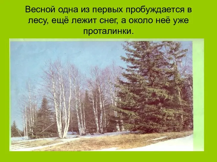 Весной одна из первых пробуждается в лесу, ещё лежит снег, а около неё уже проталинки.