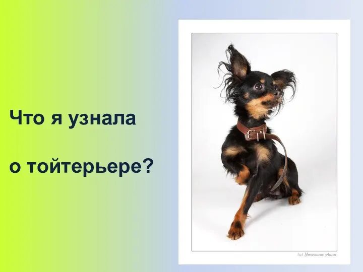 Что я узнала о тойтерьере?