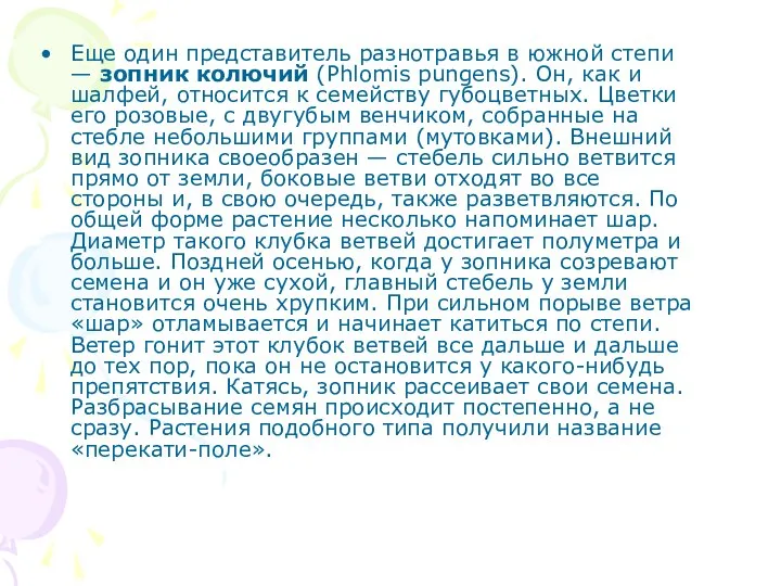 Еще один представитель разнотравья в южной степи — зопник колючий (Phlomis