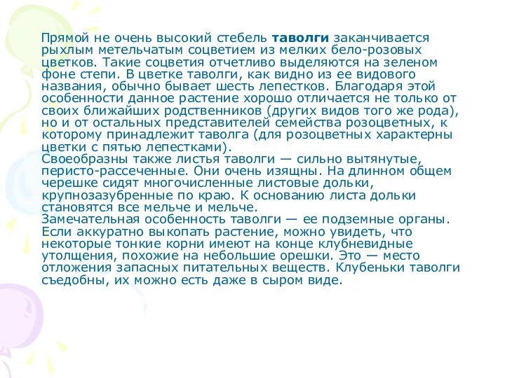 Прямой не очень высокий стебель таволги заканчивается рыхлым метельчатым соцветием из