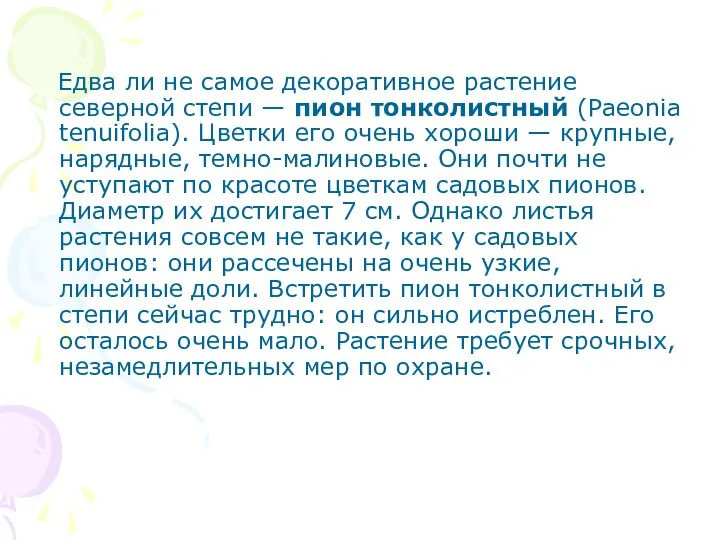 Едва ли не самое декоративное растение северной степи — пион тонколистный