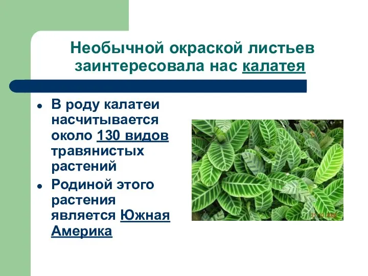 Необычной окраской листьев заинтересовала нас калатея В роду калатеи насчитывается около