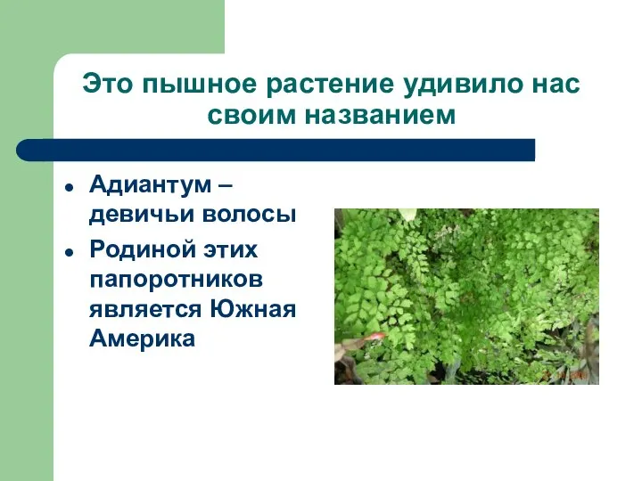 Это пышное растение удивило нас своим названием Адиантум – девичьи волосы