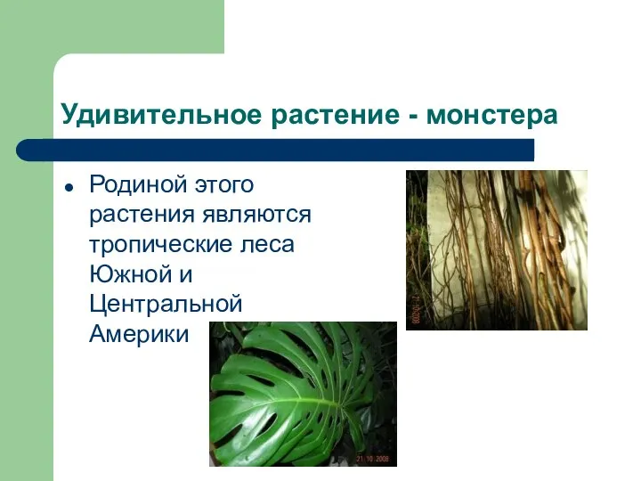 Удивительное растение - монстера Родиной этого растения являются тропические леса Южной и Центральной Америки