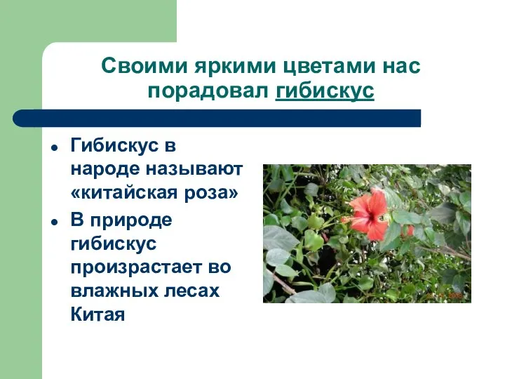 Своими яркими цветами нас порадовал гибискус Гибискус в народе называют «китайская