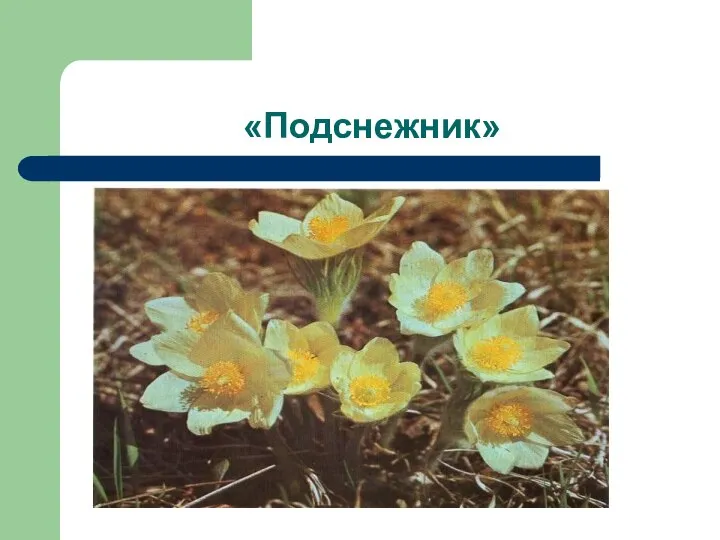 «Подснежник»