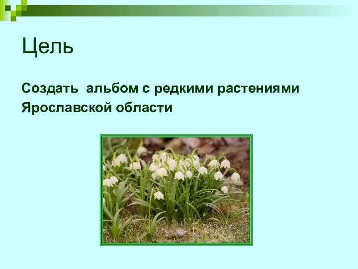 Цель Создать альбом с редкими растениями Ярославской области