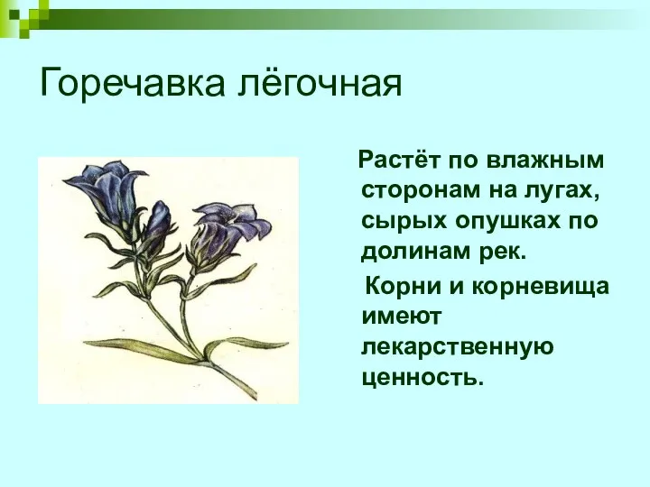 Горечавка лёгочная Растёт по влажным сторонам на лугах, сырых опушках по