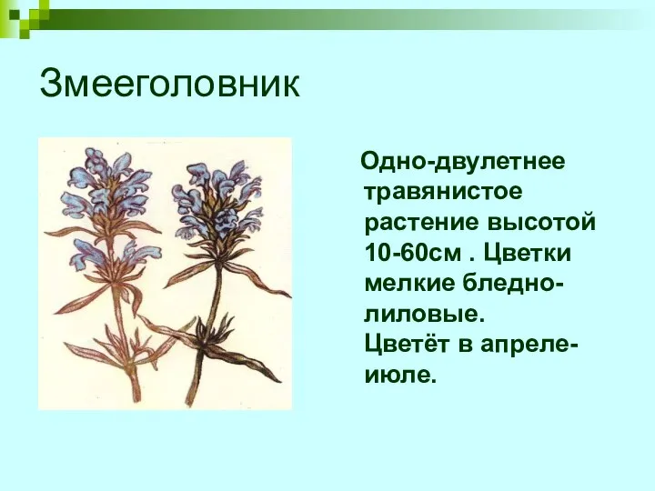 Змееголовник Одно-двулетнее травянистое растение высотой 10-60см . Цветки мелкие бледно-лиловые. Цветёт в апреле-июле.
