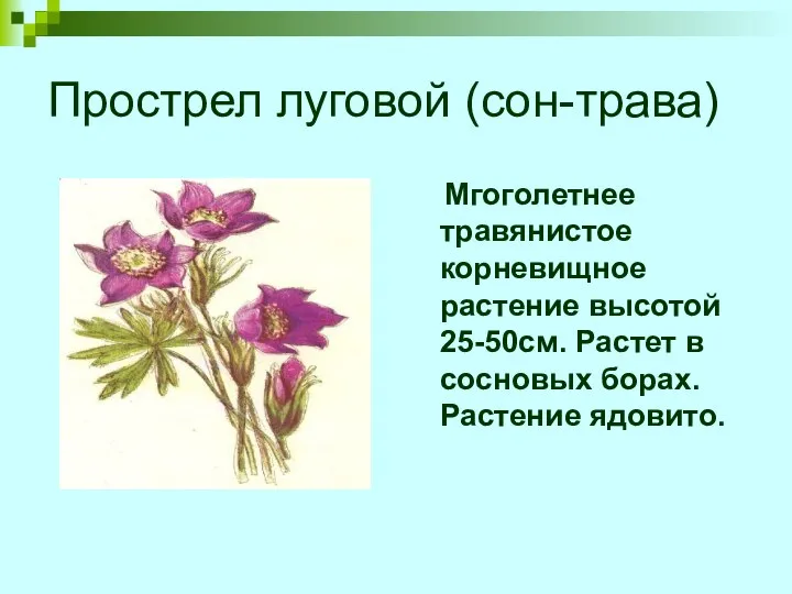 Прострел луговой (сон-трава) Мгоголетнее травянистое корневищное растение высотой 25-50см. Растет в сосновых борах. Растение ядовито.