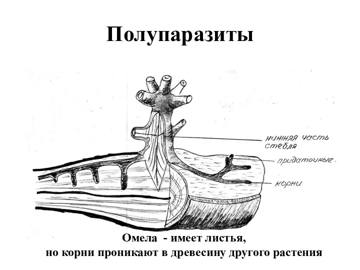 Полупаразиты Омела - имеет листья, но корни проникают в древесину другого растения