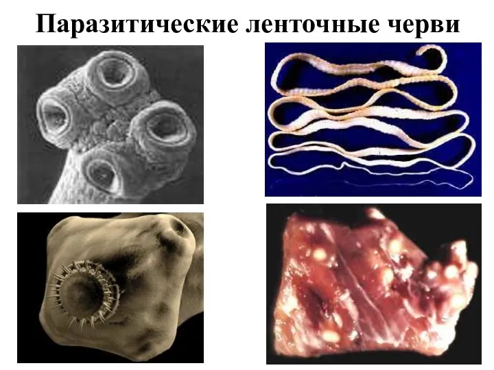 Паразитические ленточные черви