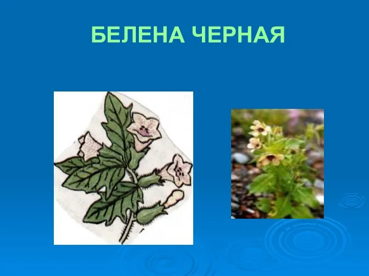 БЕЛЕНА ЧЕРНАЯ