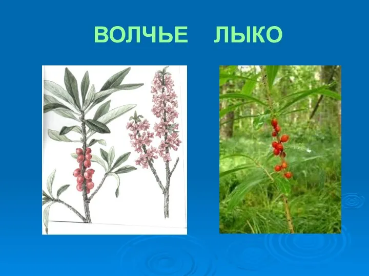 ВОЛЧЬЕ ЛЫКО