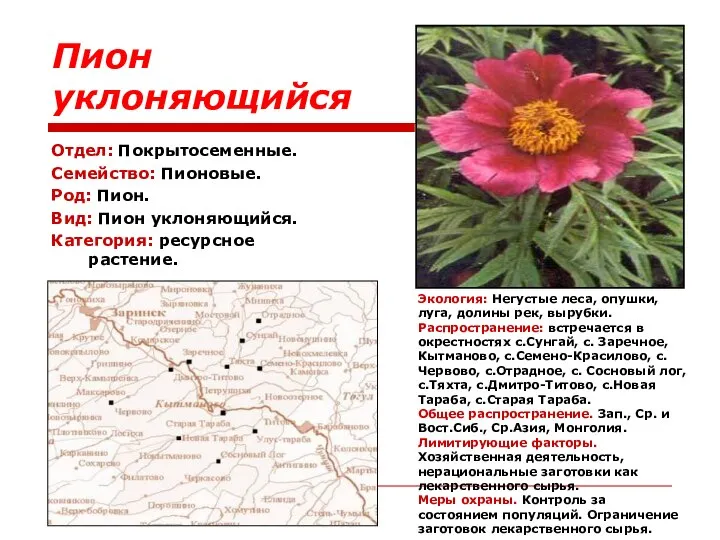 Пион уклоняющийся Отдел: Покрытосеменные. Семейство: Пионовые. Род: Пион. Вид: Пион уклоняющийся.