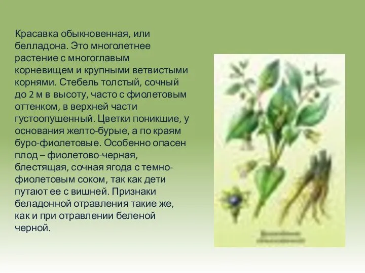 Красавка обыкновенная, или белладона. Это многолетнее растение с многоглавым корневищем и