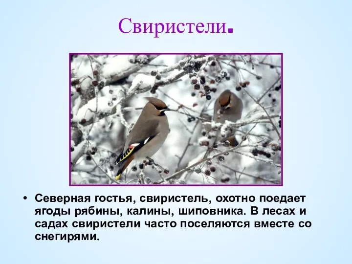 Свиристели. Северная гостья, свиристель, охотно поедает ягоды рябины, калины, шиповника. В