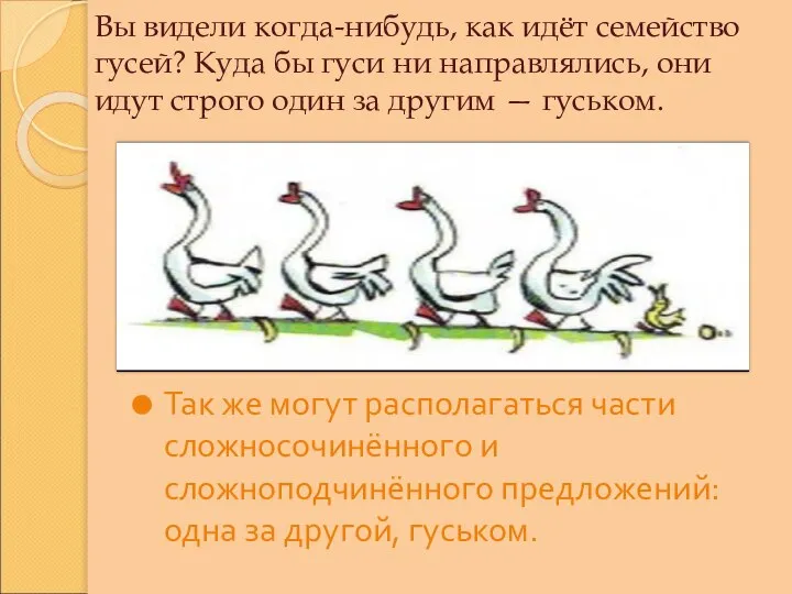 Вы видели когда-нибудь, как идёт семейство гусей? Куда бы гуси ни