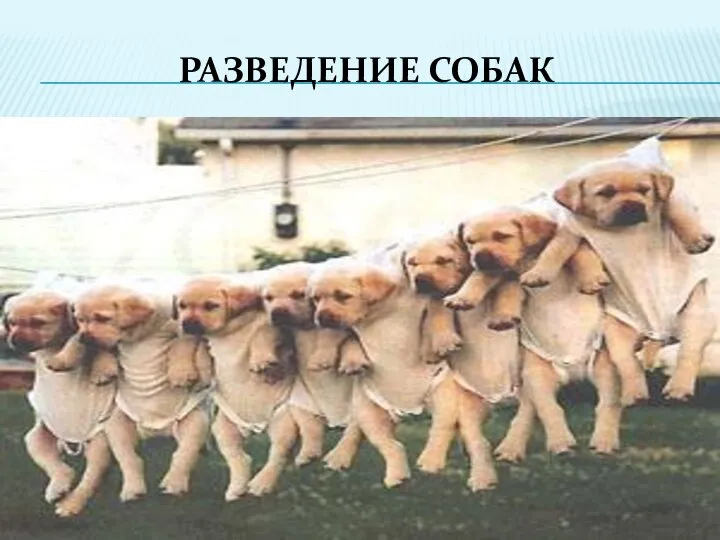 РАЗВЕДЕНИЕ СОБАК