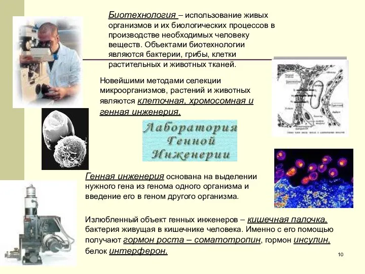 Биотехнология – использование живых организмов и их биологических процессов в производстве