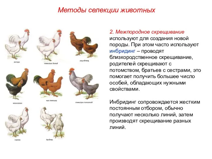 2. Межпородное скрещивание используют для создания новой породы. При этом часто