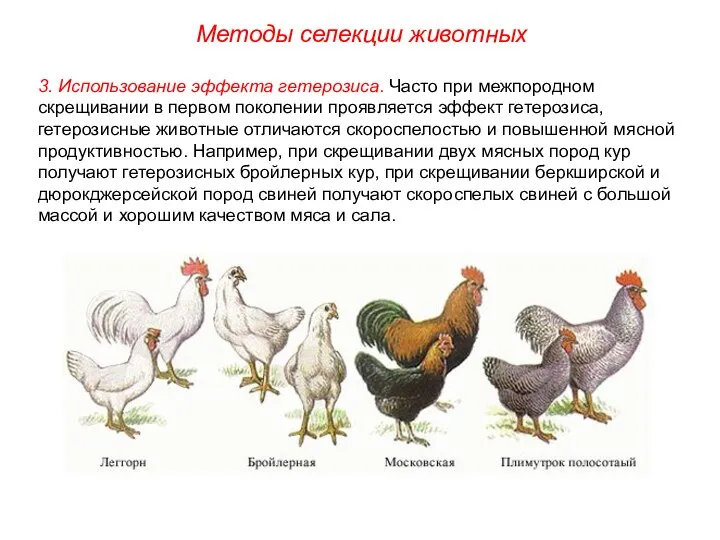 Методы селекции животных 3. Использование эффекта гетерозиса. Часто при межпородном скрещивании