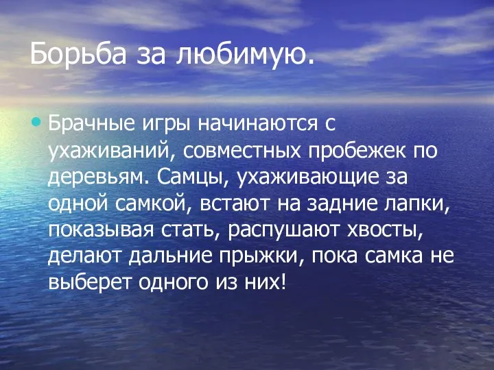 Борьба за любимую. Брачные игры начинаются с ухаживаний, совместных пробежек по