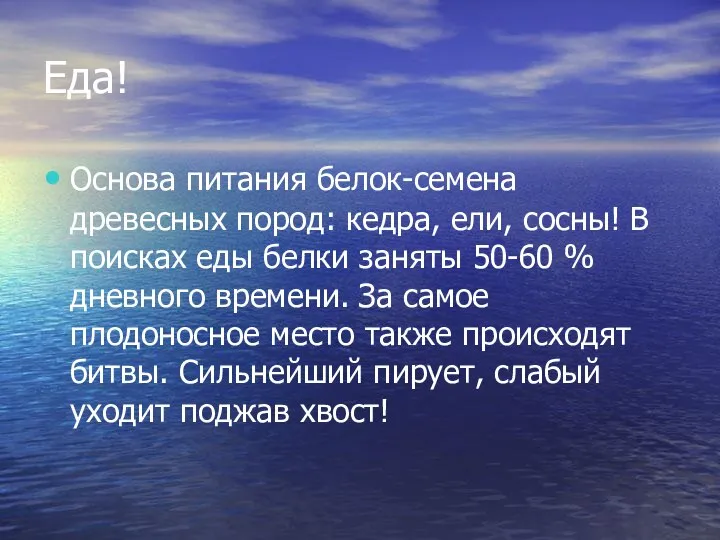 Еда! Основа питания белок-семена древесных пород: кедра, ели, сосны! В поисках