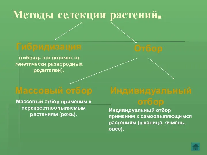 Методы селекции растений. Гибридизация (гибрид- это потомок от генетически разнородных родителей).