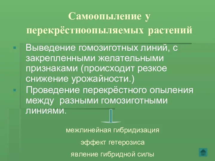 Самоопыление у перекрёстноопыляемых растений Выведение гомозиготных линий, с закрепленными желательными признаками