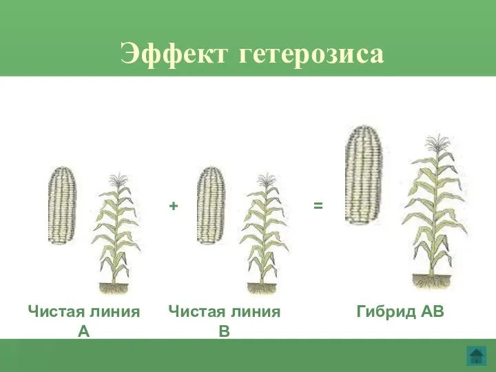 Эффект гетерозиса Чистая линия А Чистая линия В Гибрид АВ + =