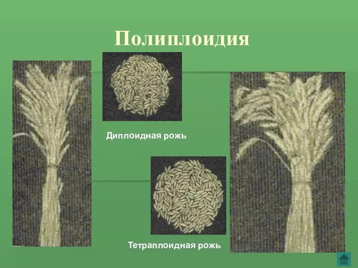 Полиплоидия Диплоидная рожь Тетраплоидная рожь