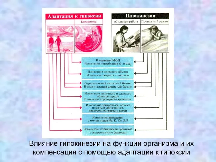 Влияние гипокинезии на функции организма и их компенсация с помощью адаптации к гипоксии