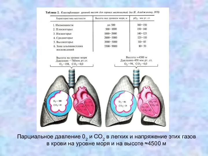 Парциальное давление 02 и СО2 в легких и напряжение этих газов