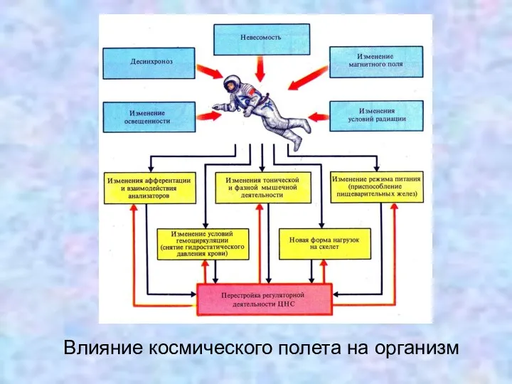 Влияние космического полета на организм