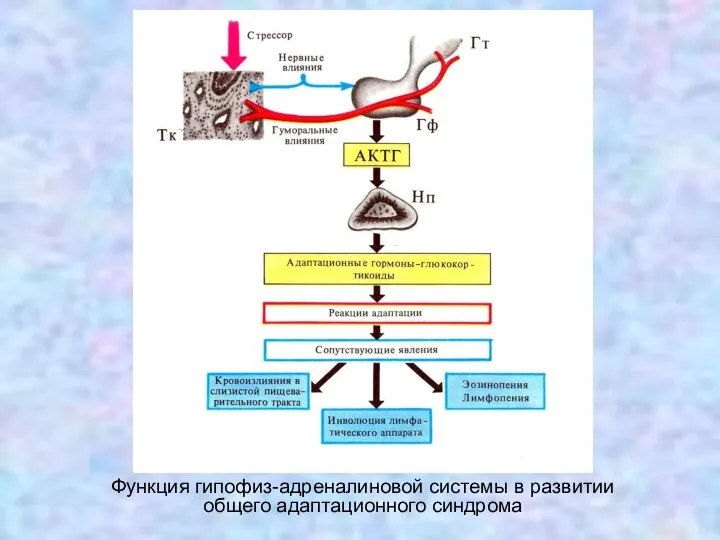 Функция гипофиз-адреналиновой системы в развитии общего адаптационного синдрома